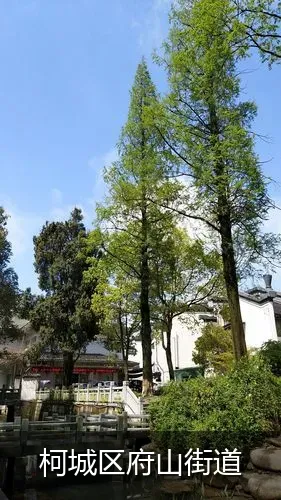 柯城区府山街道