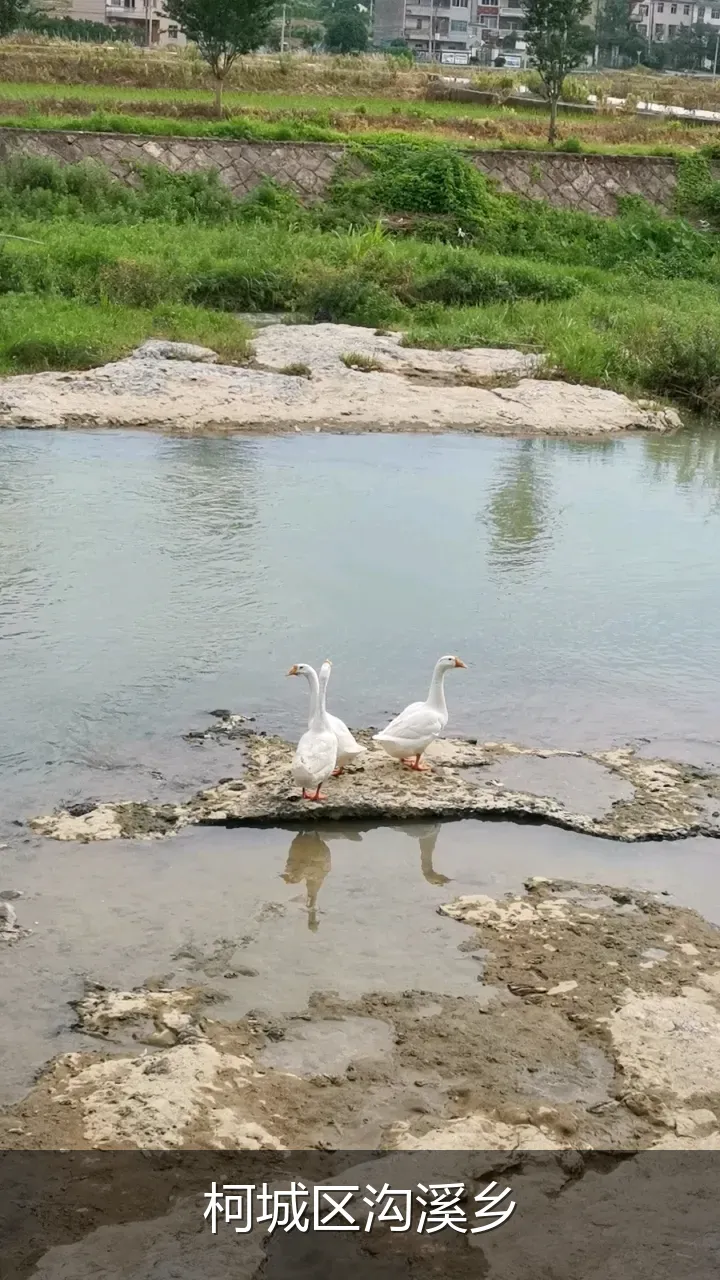 柯城区沟溪乡